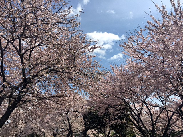 🌼桜満開🌼