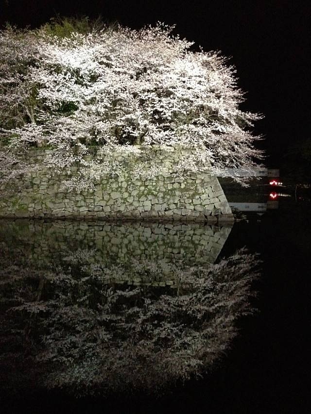 プジョー彦根 彦根城の夜桜